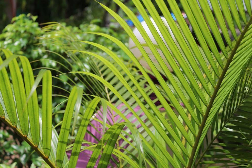 Bed and Breakfast Sugar Plum Macedo Palms Baga Esterno foto